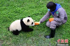 中国大熊猫保护研究中心：疫情对圈养大熊猫的